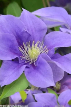Olympia Clematis - 1 Gallon Pot -Plants Sales Store clematis olympia 5