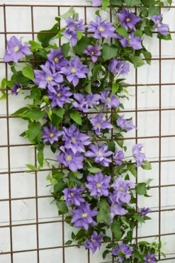 Olympia Clematis - 1 Gallon Pot -Plants Sales Store clematis olympia 6