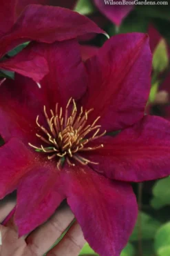 Picardy Clematis - 1 Gallon Pot
