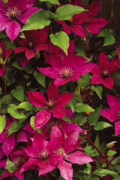 Picardy Clematis - 1 Gallon Pot -Plants Sales Store clematis picardy 9