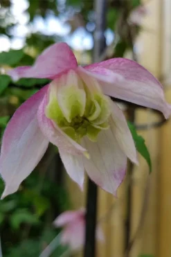 Pink Flamingo Clematis - 1 Gallon Pot 11 Pink Flamingo Clematis - 1 Gallon Pot -Plants Sales Store clematis pink flamingo 3