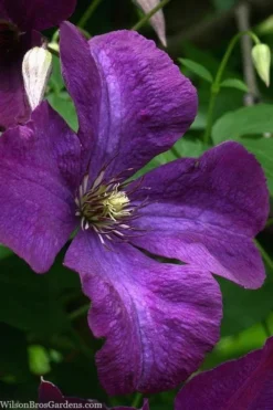 Polish Spirit Clematis - 1 Gallon Pot 16 Polish Spirit Clematis - 1 Gallon Pot -Plants Sales Store clematis polish spirit 1