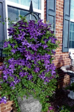 Polish Spirit Clematis - 1 Gallon Pot 13 Polish Spirit Clematis - 1 Gallon Pot -Plants Sales Store clematis polish spirit 10