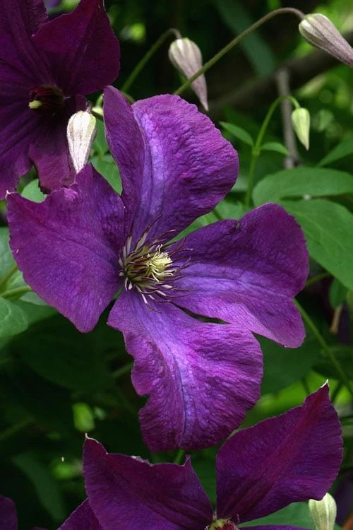 Polish Spirit Clematis - 1 Gallon Pot 9 Polish Spirit Clematis - 1 Gallon Pot - Image 9