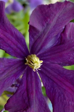 Polish Spirit Clematis - 1 Gallon Pot 15 Polish Spirit Clematis - 1 Gallon Pot -Plants Sales Store clematis polish spirit 5