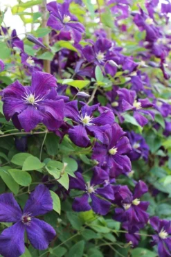 Polish Spirit Clematis - 1 Gallon Pot 14 Polish Spirit Clematis - 1 Gallon Pot -Plants Sales Store clematis polish spirit 6