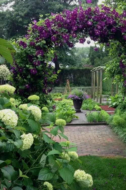 Polish Spirit Clematis - 1 Gallon Pot 4 Polish Spirit Clematis - 1 Gallon Pot - Image 4