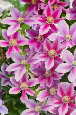 Poseidon Clematis - 1 Gallon Pot 10 Poseidon Clematis - 1 Gallon Pot -Plants Sales Store clematis poseidon 11