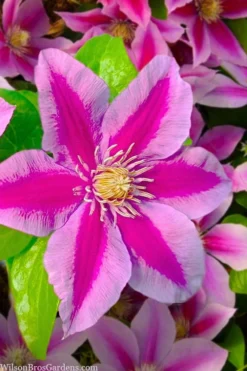 Poseidon Clematis - 1 Gallon Pot 11 Poseidon Clematis - 1 Gallon Pot -Plants Sales Store clematis poseidon 12