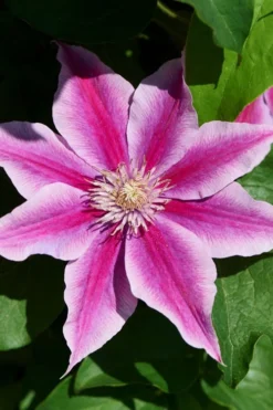 Poseidon Clematis - 1 Gallon Pot 9 Poseidon Clematis - 1 Gallon Pot -Plants Sales Store clematis poseidon 9