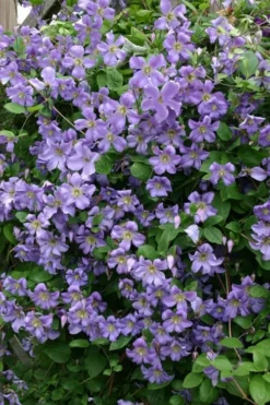 Prince Charles Clematis - 1 Gallon Pot -Plants Sales Store clematis prince charles 1
