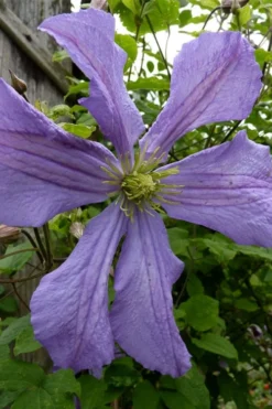 Prince Charles Clematis - 1 Gallon Pot -Plants Sales Store clematis prince charles 4