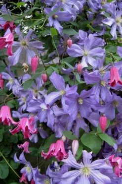 Prince Charles Clematis - 1 Gallon Pot -Plants Sales Store clematis prince charles 6