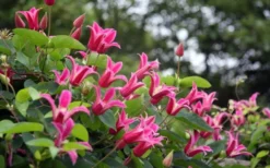 Princess Diana Clematis - 1 Gallon Pot -Plants Sales Store clematis princess diana 1