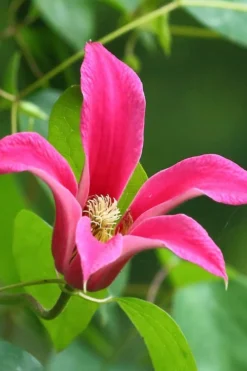 Princess Diana Clematis - 1 Gallon Pot -Plants Sales Store clematis princess diana 3