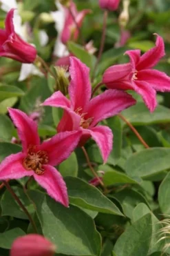 Princess Diana Clematis - 1 Gallon Pot -Plants Sales Store clematis princess diana 4