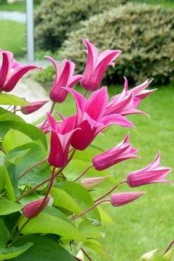 Princess Diana Clematis - 1 Gallon Pot -Plants Sales Store clematis princess diana 5