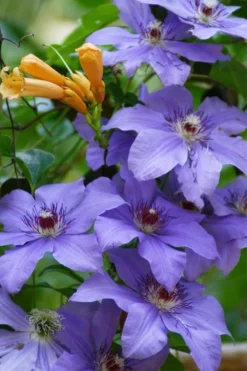 Ramona Clematis - 1 Gallon Pot 10 Ramona Clematis - 1 Gallon Pot -Plants Sales Store clematis ramona 10