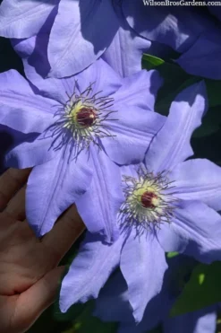 Ramona Clematis - 1 Gallon Pot 11 Ramona Clematis - 1 Gallon Pot -Plants Sales Store clematis ramona 15