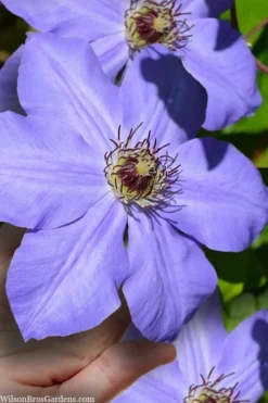 Ramona Clematis - 1 Gallon Pot 13 Ramona Clematis - 1 Gallon Pot -Plants Sales Store clematis ramona 9