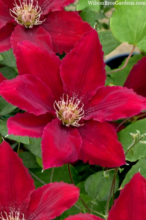 Rebecca Clematis - 1 Gallon Pot 1 Rebecca Clematis - 1 Gallon Pot