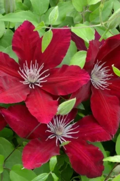 Rebecca Clematis - 1 Gallon Pot 9 Rebecca Clematis - 1 Gallon Pot -Plants Sales Store clematis rebecca 5