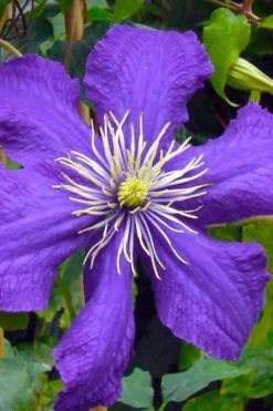 Rhapsody Clematis - 1 Gallon Pot -Plants Sales Store clematis rhapsody 3