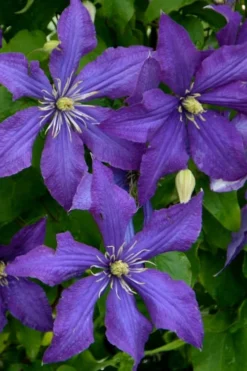Rhapsody Clematis - 1 Gallon Pot -Plants Sales Store clematis rhapsody 4