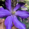 Rhapsody Clematis - 1 Gallon Pot