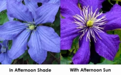 Rhapsody Clematis - 1 Gallon Pot -Plants Sales Store clematis rhapsody 9