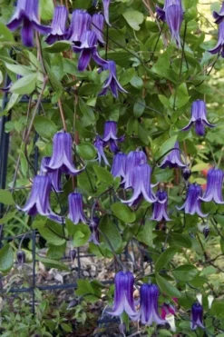 Roguchi Clematis - 1 Gallon Pot -Plants Sales Store clematis roguchi 11