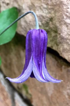 Roguchi Clematis - 1 Gallon Pot