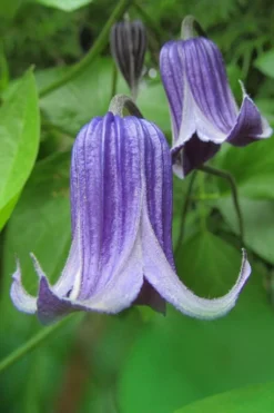 Roguchi Clematis - 1 Gallon Pot -Plants Sales Store clematis roguchi 6