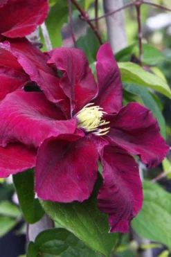 Rosemoor Clematis - 1 Gallon Pot -Plants Sales Store clematis rosemoor 5