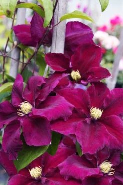 Rosemoor Clematis - 1 Gallon Pot -Plants Sales Store clematis rosemoor 6