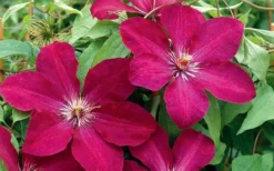 Rouge Cardinal Clematis - 1 Gallon Pot -Plants Sales Store clematis rouge cardinal 2