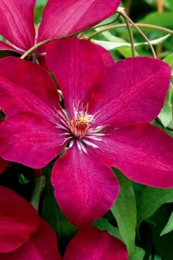 Rouge Cardinal Clematis - 1 Gallon Pot -Plants Sales Store clematis rouge cardinal 3
