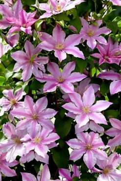 Sally Clematis - 1 Gallon Pot -Plants Sales Store clematis sally 22