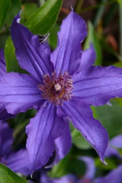 Sapphire Indigo Clematis - 1 Gallon Pot -Plants Sales Store clematis sapphire indigo 1 1