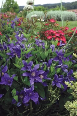 Sapphire Indigo Clematis - 3 Gallon Pot -Plants Sales Store clematis sapphire indigo 6