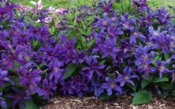 Sapphire Indigo Clematis - 3 Gallon Pot -Plants Sales Store clematis sapphire indigo 7