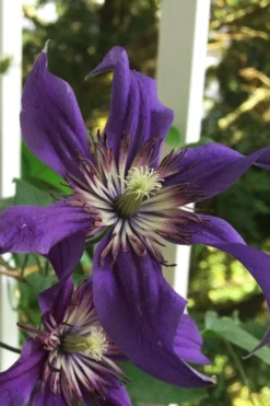 Sapphire Indigo Clematis - 3 Gallon Pot -Plants Sales Store clematis sapphire indigo 9