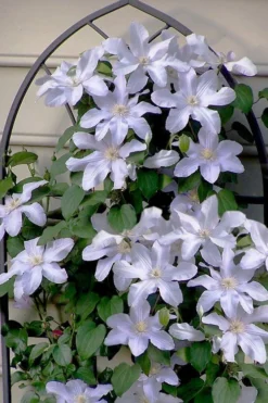 Silver Moon Clematis - 1 Gallon Pot -Plants Sales Store clematis silver moon 7
