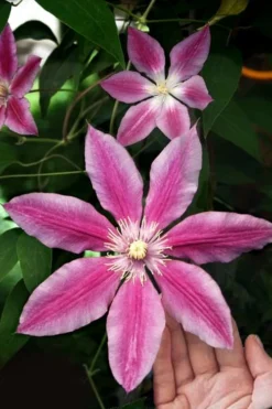 Sugar Candy Clematis - 1 Gallon Pot 11 Sugar Candy Clematis - 1 Gallon Pot -Plants Sales Store clematis sugar candy 3