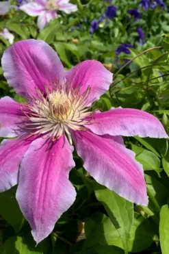 Sugar Candy Clematis - 1 Gallon Pot 9 Sugar Candy Clematis - 1 Gallon Pot -Plants Sales Store clematis sugar candy 4