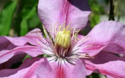 Sugar Candy Clematis - 1 Gallon Pot 10 Sugar Candy Clematis - 1 Gallon Pot -Plants Sales Store clematis sugar candy 5
