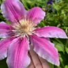 Sugar Candy Clematis - 1 Gallon Pot