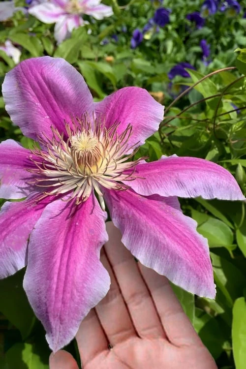 Sugar Candy Clematis - 1 Gallon Pot 1 Sugar Candy Clematis - 1 Gallon Pot