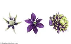 Taiga Clematis - 2 Gallon Pot 15 Taiga Clematis - 2 Gallon Pot -Plants Sales Store clematis taiga 24 1