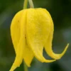 Tangutica Yellow Clematis - 1 Gallon Pot